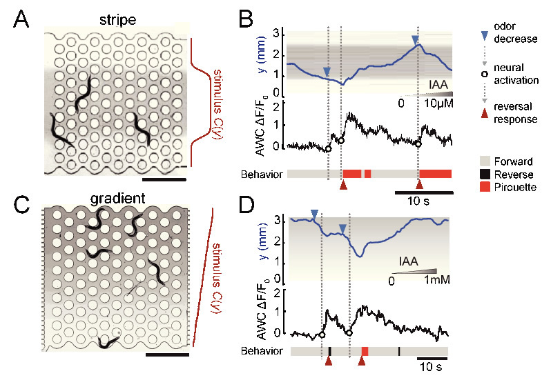 Figure 1: Simultaneous